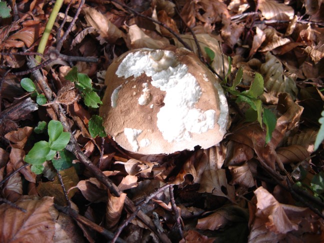 Un paio di funghi da determinare